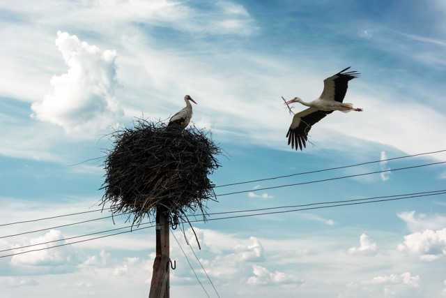 ‘Uluslararası Bursa Leylek Şenliği’ başlıyor