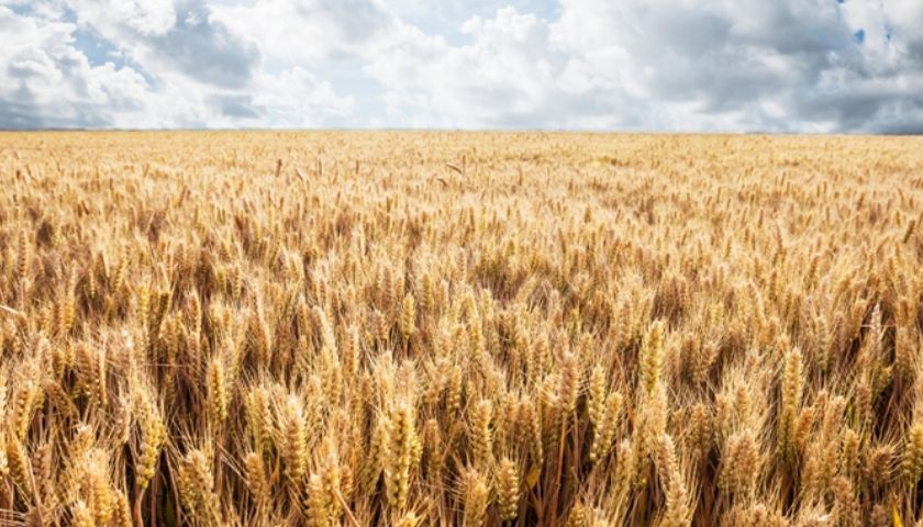 2025 TMO Buğday ve Arpa Alım Fiyatları Açıklandı