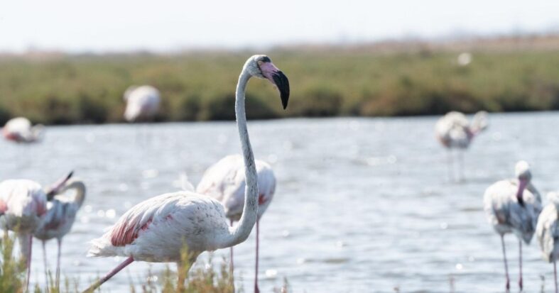 Flamingo Yolu turları yeniden başladı
